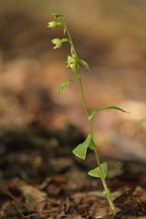 Epipactis albensis