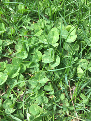 Trifolium repens