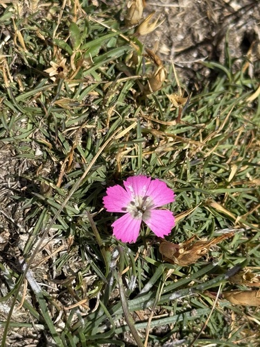 Dianthus pavonius, photograph 5