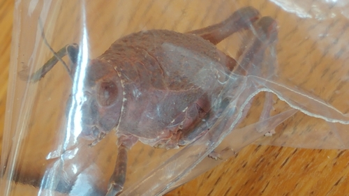 Robust Toad Lubber