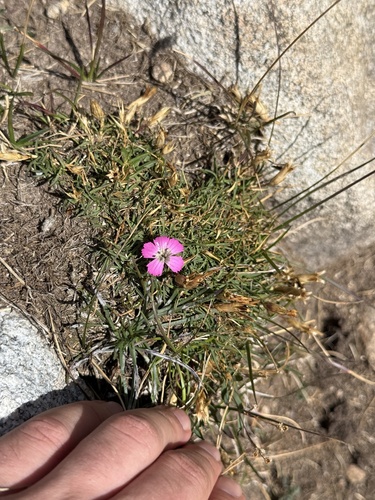 Dianthus pavonius, photograph 6