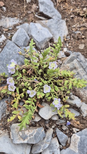 Phacelia platycarpa observed 2026-08-20