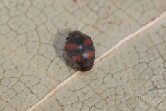 Scymnus subvillosus