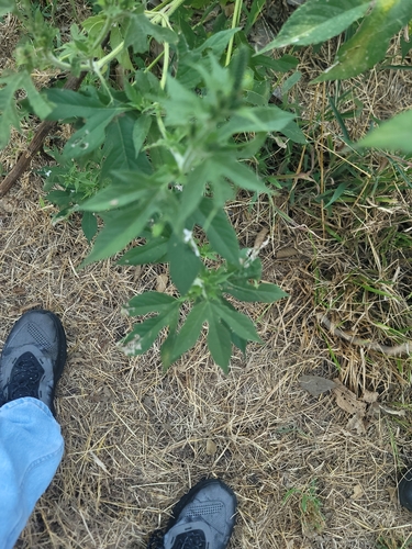 giant ragweed
