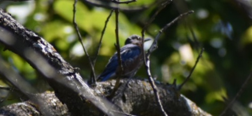 Eastern Bluebird