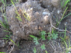 Geranium columbinum, photograph (c) zebedeugalinha, some rights reserved (CC BY)