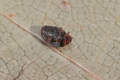 Scymnus subvillosus