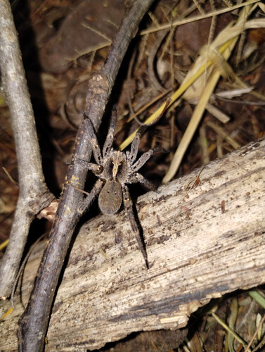 Centroctenus brevipes