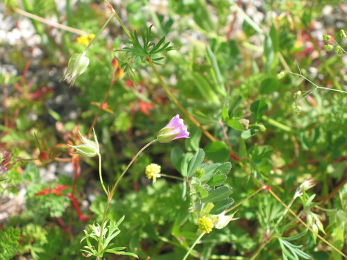 Longstalk cranesbill (Geranium columbinum)