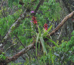 Aechmea tillandsioides