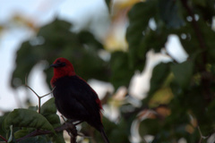 Myzomela cardinalis