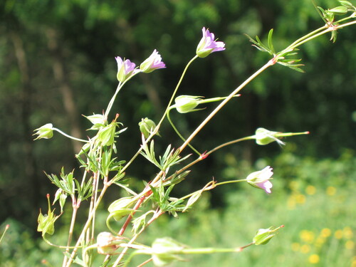 Geranium columbinum, photograph 4