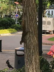 Callosciurus notatus