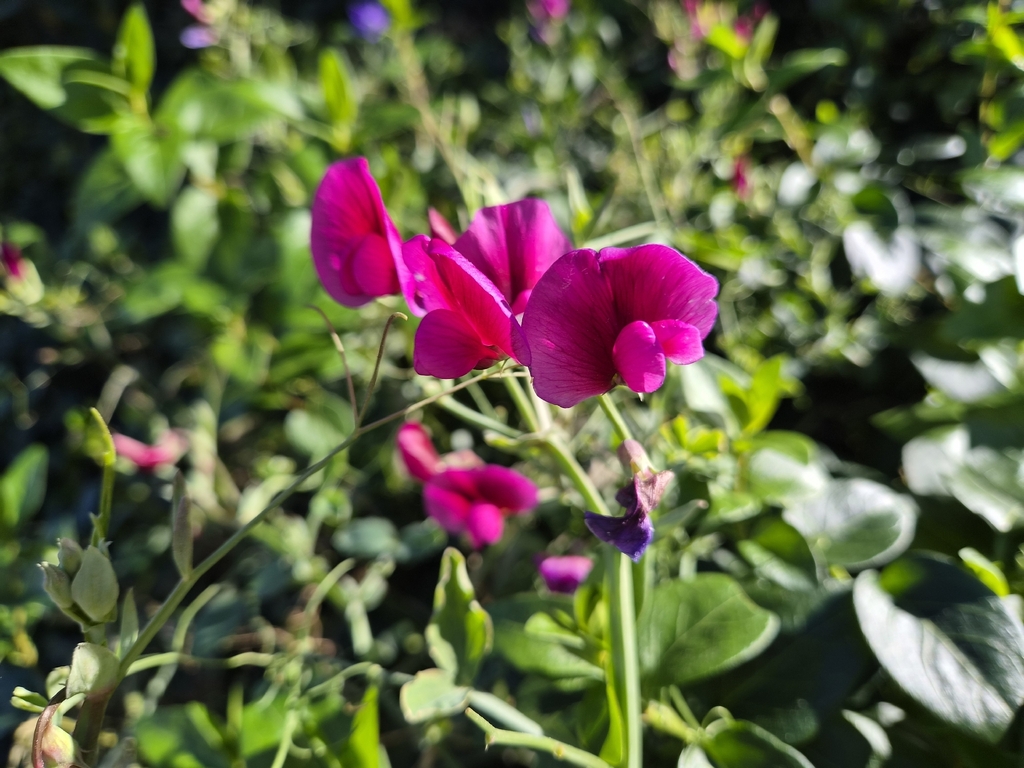 Lathyrus tingitanus; photograph author not stated, no rights reserved