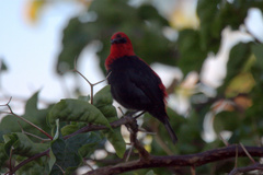Myzomela cardinalis