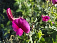 author not stated, no rights reserved Lathyrus tingitanus, photograph author not stated, no rights reserved