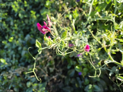 Lathyrus tingitanus, photograph 4