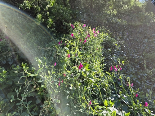 Lathyrus tingitanus, photograph 5