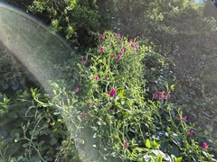 author not stated, no rights reserved Lathyrus tingitanus, photograph author not stated, no rights reserved