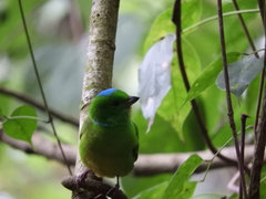 Chlorophonia occipitalis