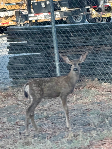 Mule Deer