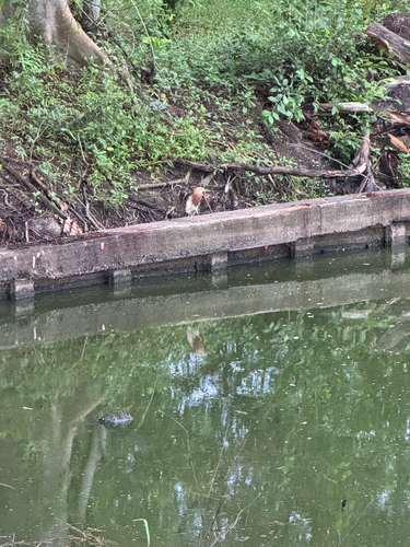 Javan Pond-Heron