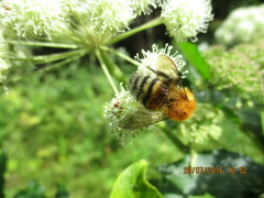 Bombus schrencki