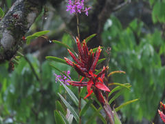 Aechmea tillandsioides