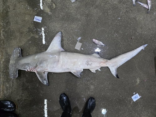 Great Hammerhead