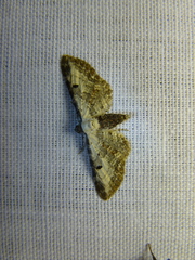 Eupithecia succenturiata