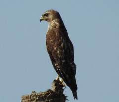 Buteo lineatus