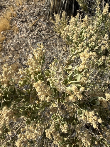 Mortonia utahensis, 2026-08-28