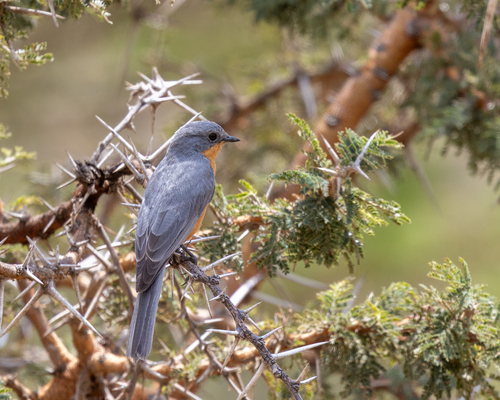iNaturalist image