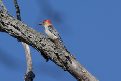 Melanerpes carolinus
