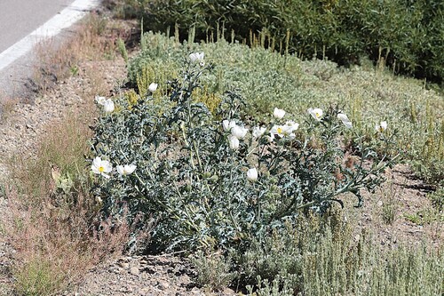 Argemone munita, photograph 3