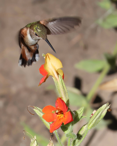 iNaturalist observation photo of Broad-tailed Hummingbird