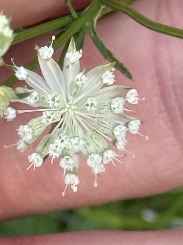 Astrantia minor