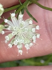 Astrantia minor