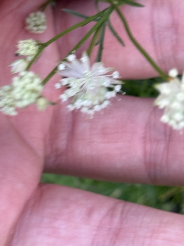 Astrantia minor, photograph 2
