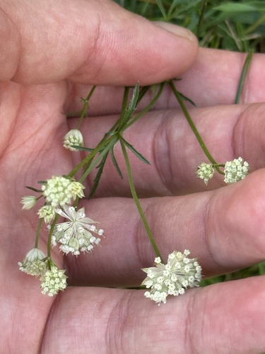 Astrantia minor, photograph 3