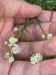 Astrantia minor, photograph (c) Tony KM, some rights reserved (CC BY)