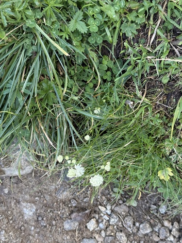 Astrantia minor, photograph 4