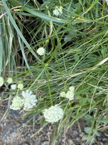 Astrantia minor, photograph 5