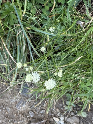 Astrantia minor, photograph 6