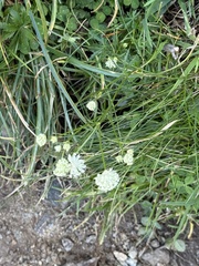 Astrantia minor, photograph (c) Tony KM, some rights reserved (CC BY)
