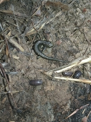 Aneides klamathensis