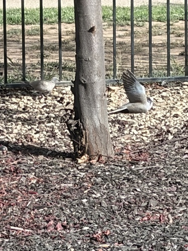 Eurasian Collared-Dove