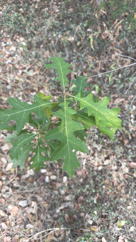 Quercus buckleyi