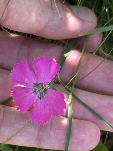 Dianthus pavonius, photograph 1