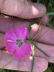 Dianthus pavonius, photograph (c) Tony KM, some rights reserved (CC BY)